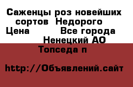 Саженцы роз новейших сортов. Недорого. › Цена ­ 350 - Все города  »    . Ненецкий АО,Топседа п.